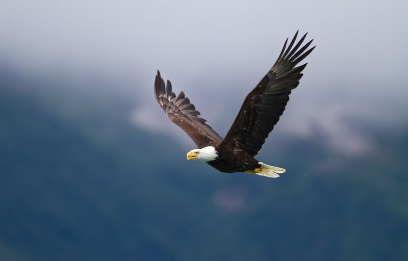 Bald Eagle In Flight